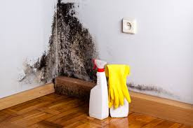 Best Commercial Mold Inspection in Taylorvle, IL